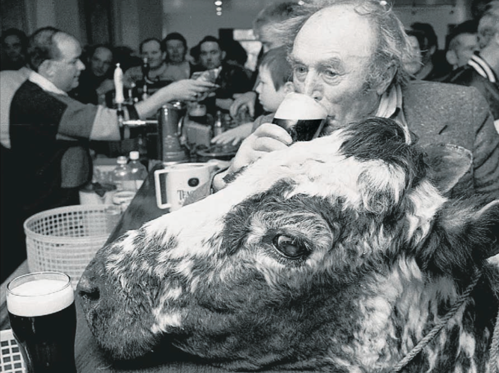 Big Bertha enjoying a pint at the Blackwater Tavern with her owner Jerome O'Leary.
