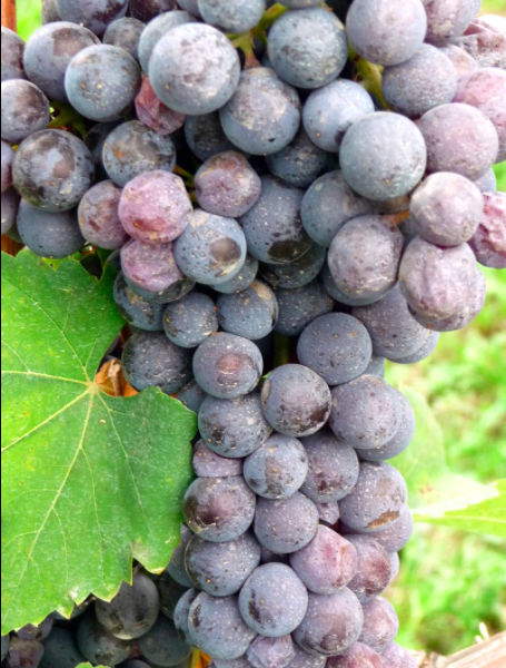 John Concannon & the Grapes of Mexico