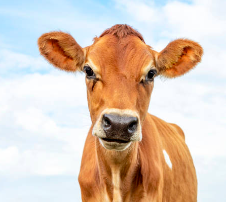 Jersey – An Island of Potatos & Pretty Cows