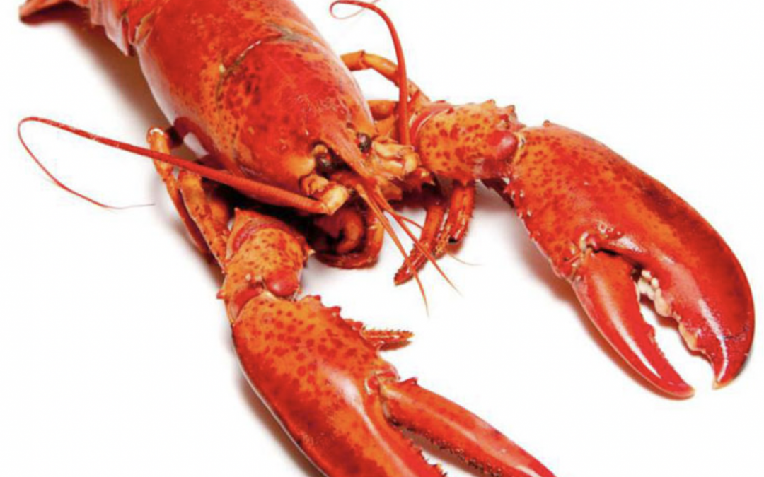 Nova Scotia – Land of Lobsters