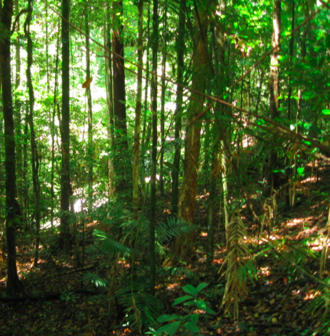 Daintree Rainforest – Australia, 2011