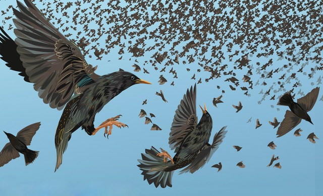 Battle of the Starlings. Illustration: Derry Dillon.